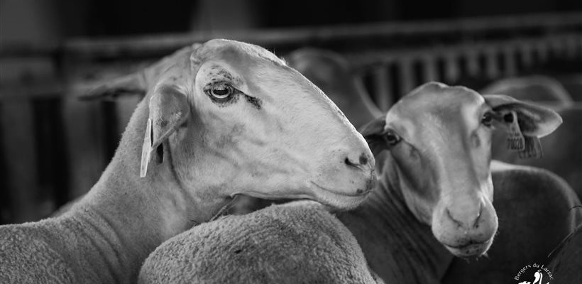 Nos brebis Lacaune - Bergers du Larzac, coopérative fromagère
